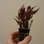 Alternanthera rosaefolia