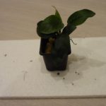 Anubias barteri var. nana