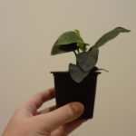 Anubias barteri var. nana