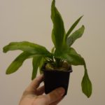 Echinodorus grandiflorus 'Argentinensis'