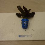 Echinodorus Beauty Red