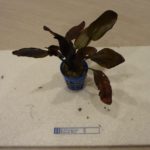 Echinodorus Beauty Red