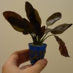 Echinodorus Beauty Red
