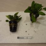 Hygrophila corymbosa