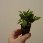 Hygrophila corymbosa