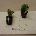 Limnophila sessiliflora