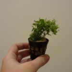 Limnophila sessiliflora