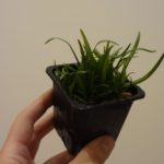 Sagittaria subulata