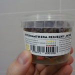 Alternanthera reineckii mini kelimek in vitro