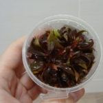 Alternanthera reineckii mini kelimek in vitro