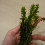 Egeria densa