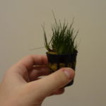 Eleocharis minima