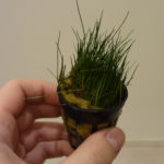 Eleocharis minima
