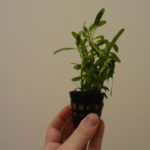 Heteranthera zosterifolia