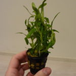 Heteranthera zosterifolia