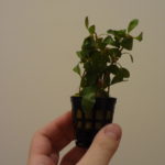 Ludwigia repens
