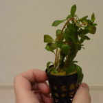 Ludwigia repens