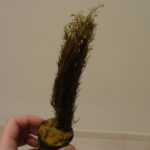 Rotala wallichii