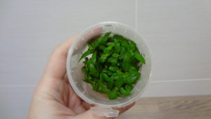 Staurogyne repens