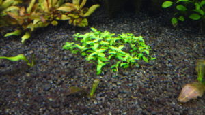 Staurogyne repens v akvarku